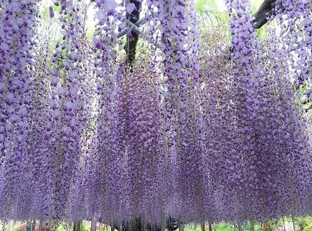 100种爬藤植物花墙,15种常用的园林观花爬藤植物