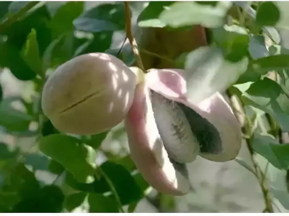 100种爬藤植物花墙,15种常用的园林观花爬藤植物