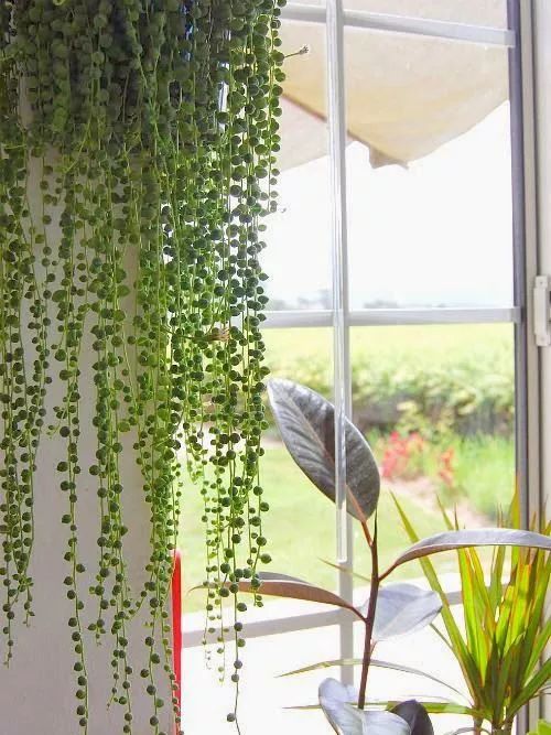 100种爬藤植物花墙,15种常用的园林观花爬藤植物