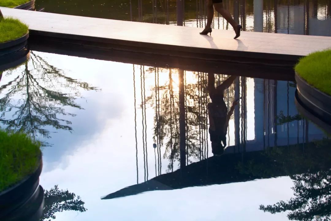 石语慕松林,水苑倾闻荫|广州保利·花城纪