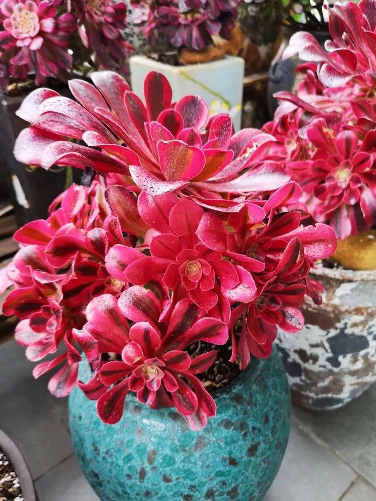 法师黑腐是什么原因,法师叶子黑腐是咋回事