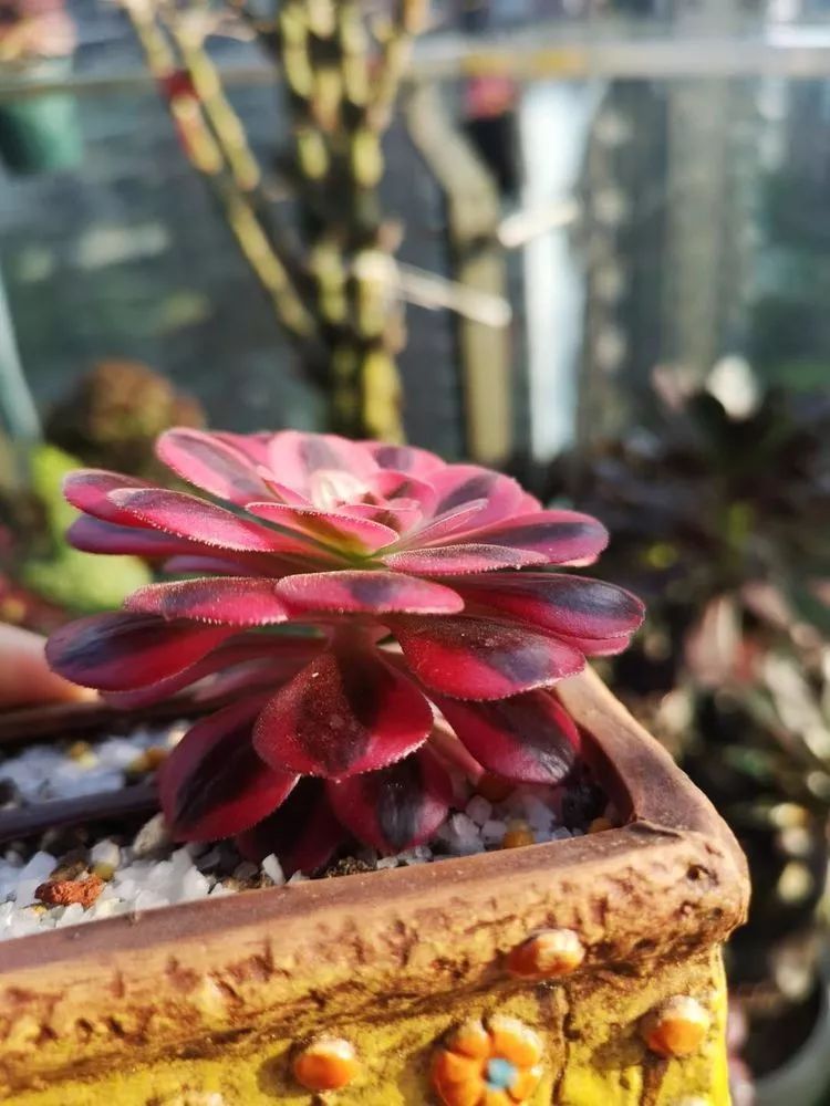 法师黑腐是什么原因,法师叶子黑腐是咋回事