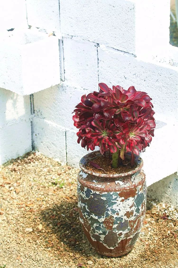 法师主根黑腐了怎么办,法师黑腐还能救活吗