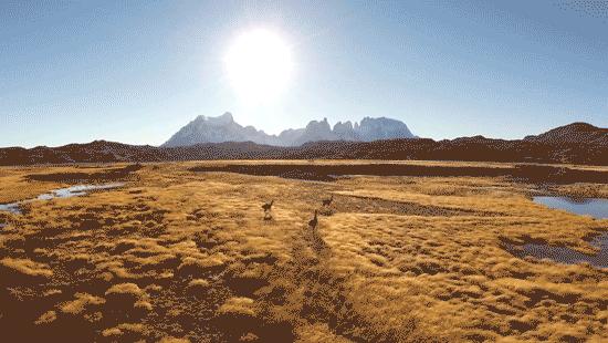 美洲传染病,美洲传出来了多少病毒