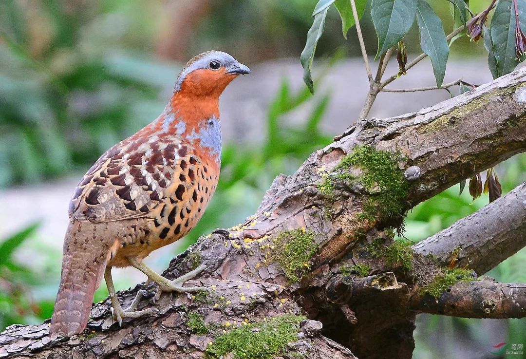 保护野生动物和生态文明建设,保护野生动物检察机关