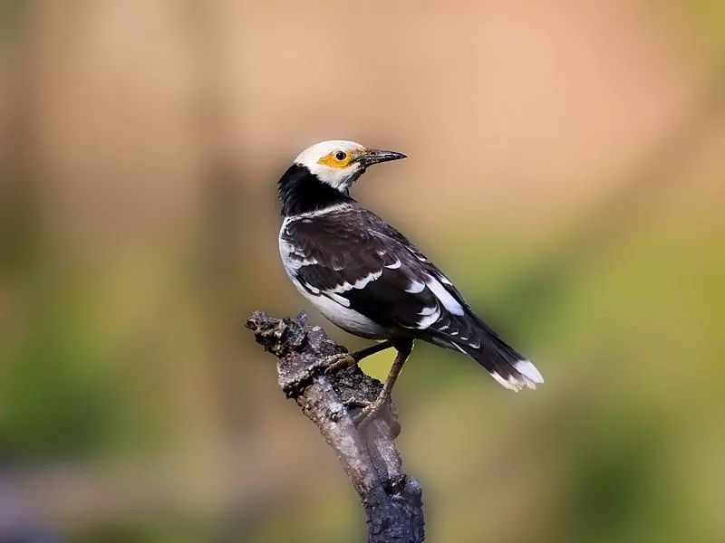 保护野生动物和生态文明建设,保护野生动物检察机关