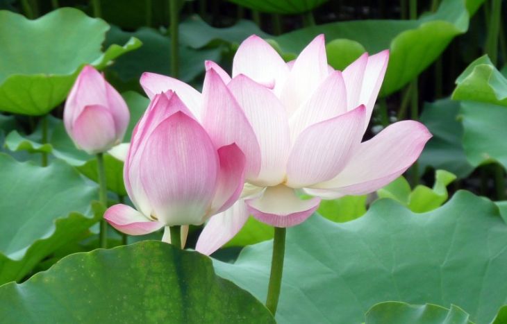 花的句子唯美短句满天星,花的句子唯美短句网红