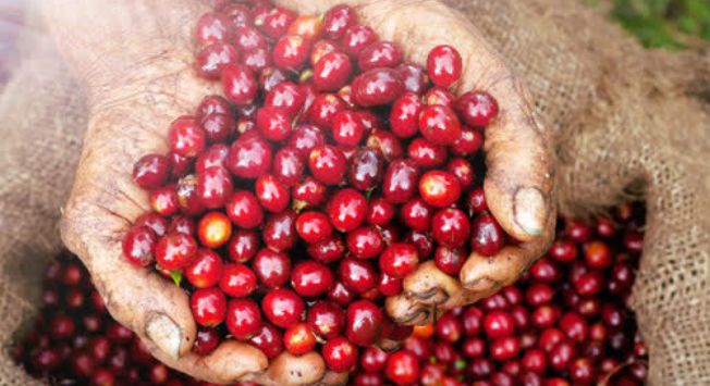 萨尔瓦多咖啡,咖啡豆阿拉比卡和罗布斯塔的品种