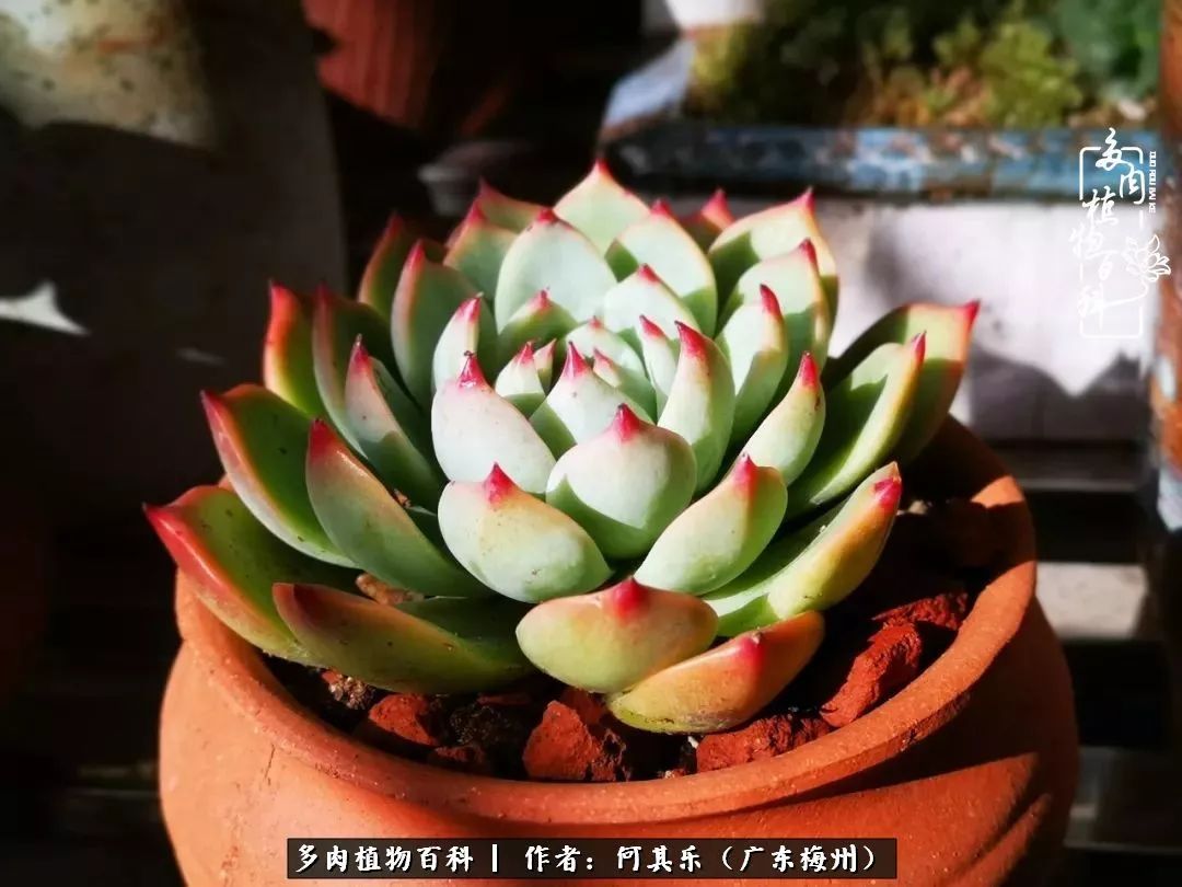 我的阳台“肉园”，看着它们，亦可醉生梦死了