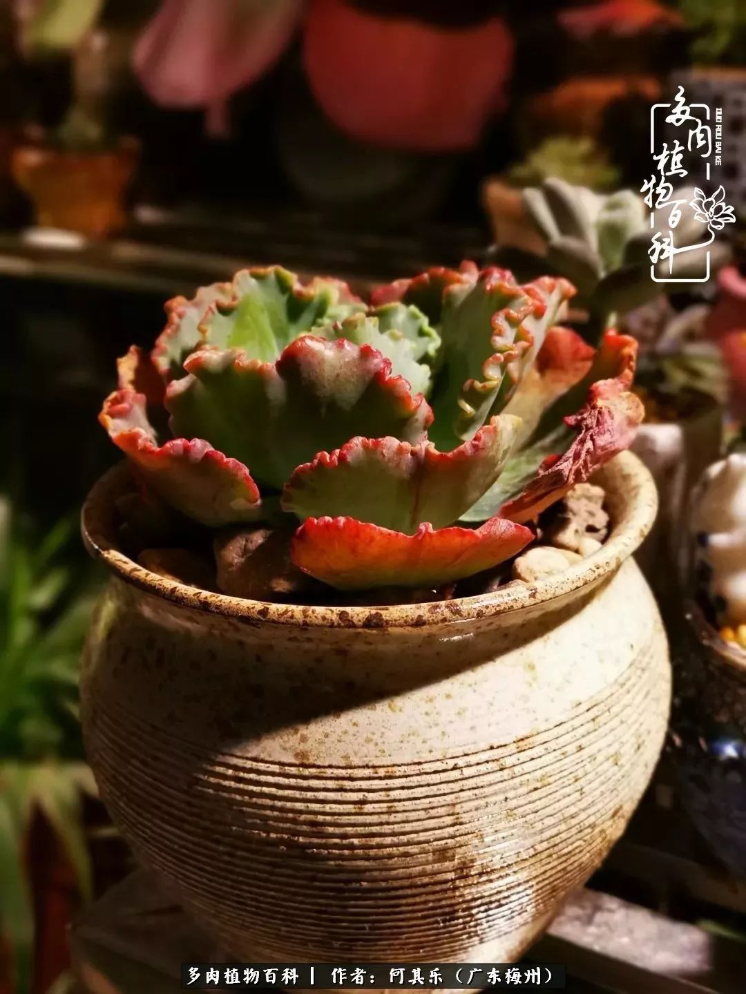 我的阳台“肉园”，看着它们，亦可醉生梦死了