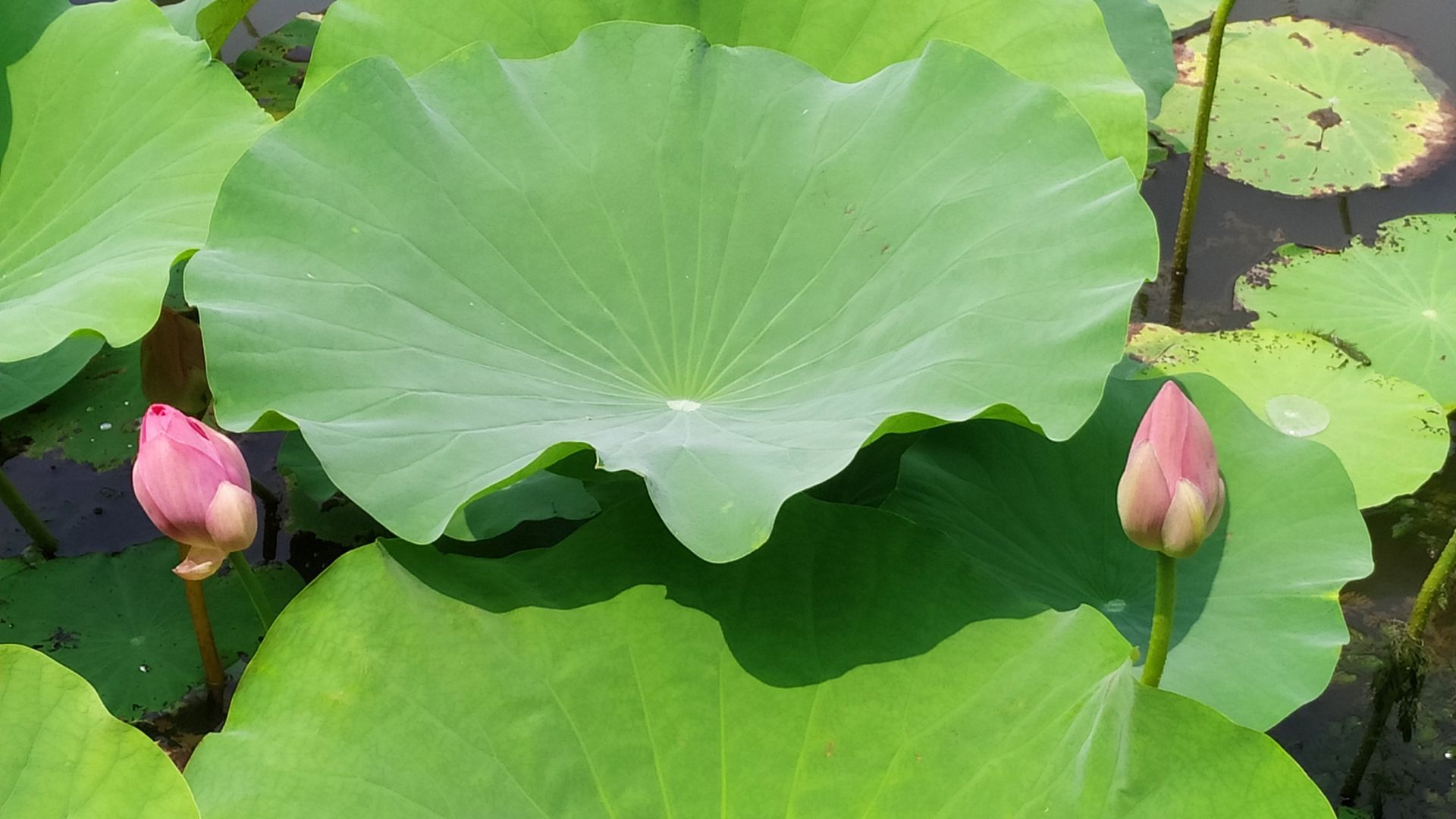 微山湖观荷花,青荷盖绿水微山湖十万亩荷花盛放
