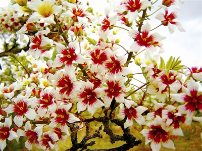 文冠果东方甄选,文冠果乔木