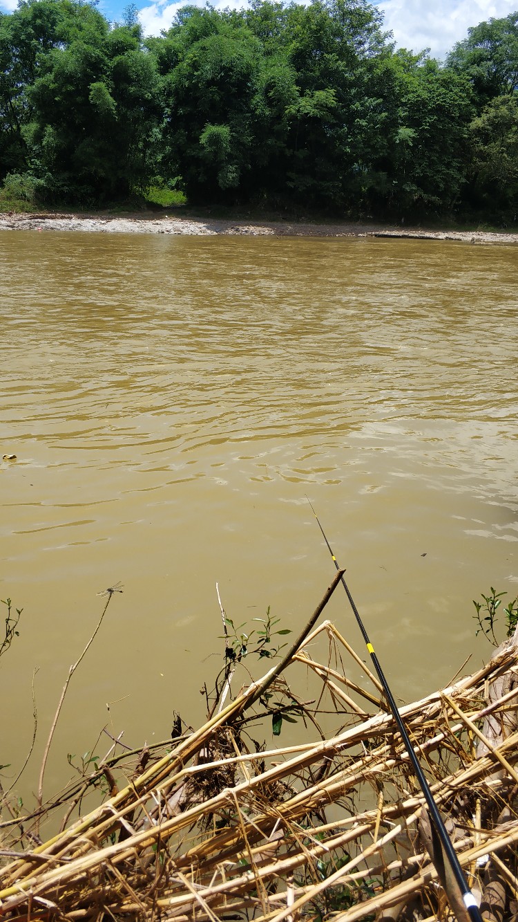 家乡小河里的鱼种,家乡小河里的鱼