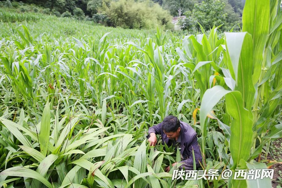 白芨种植一亩利润,种植一亩白芨利润多少