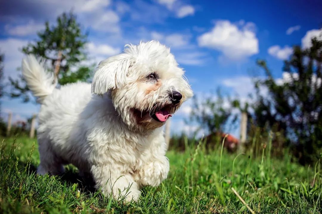 12种爱犬领你参观它们的老家