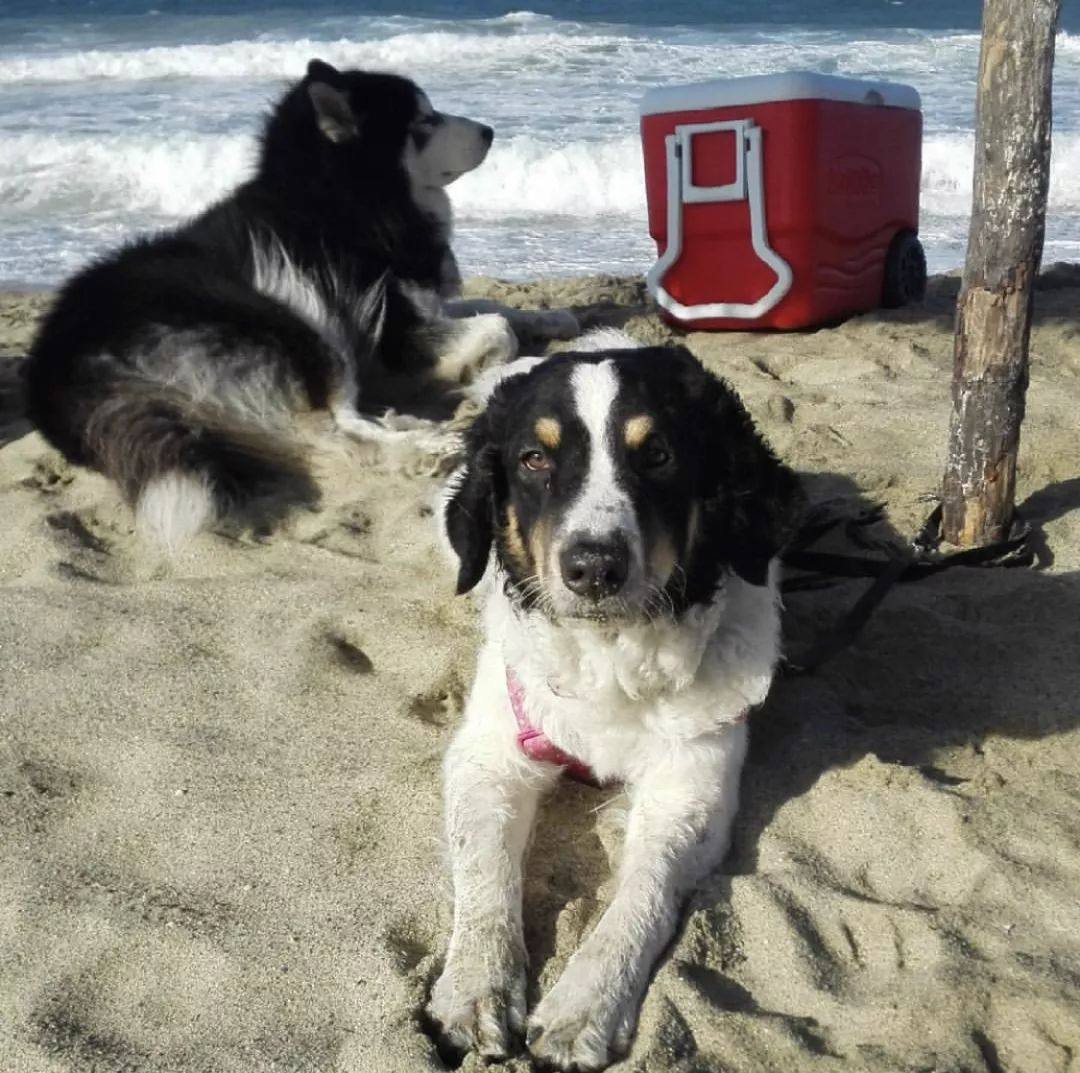 12种爱犬领你参观它们的老家