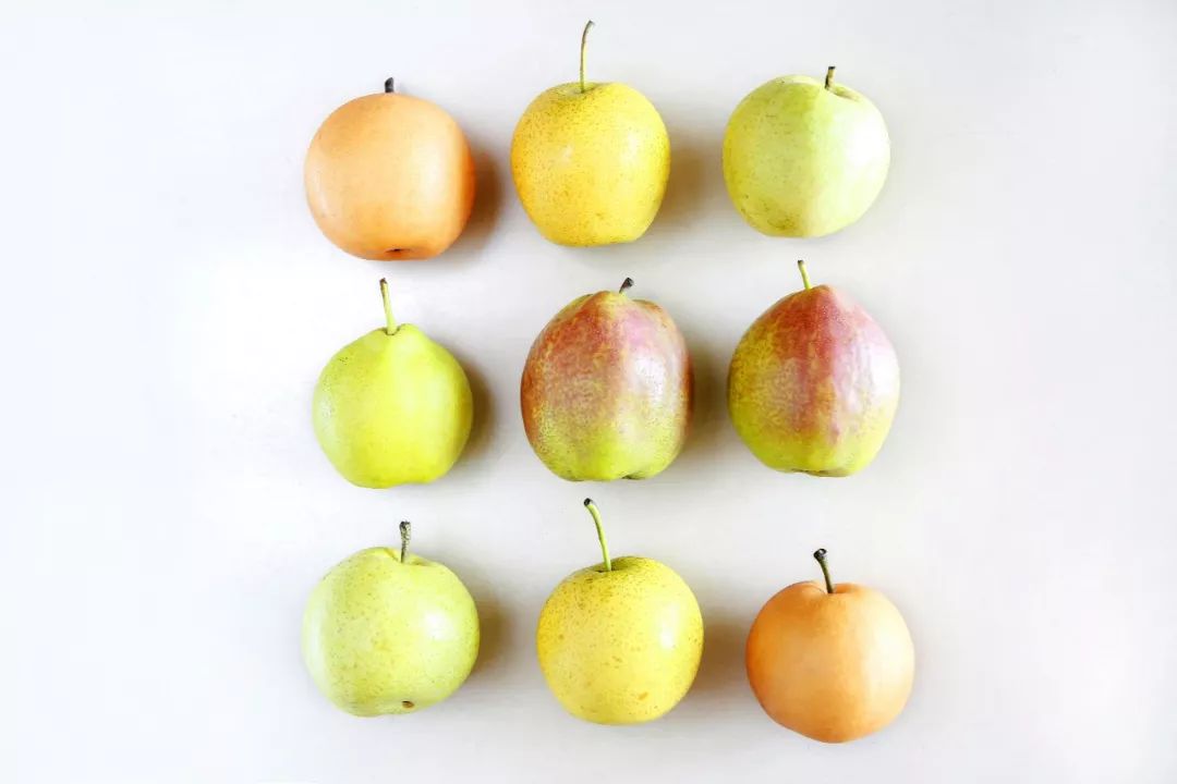 阳信鸭梨的历史,鸭梨成长日记