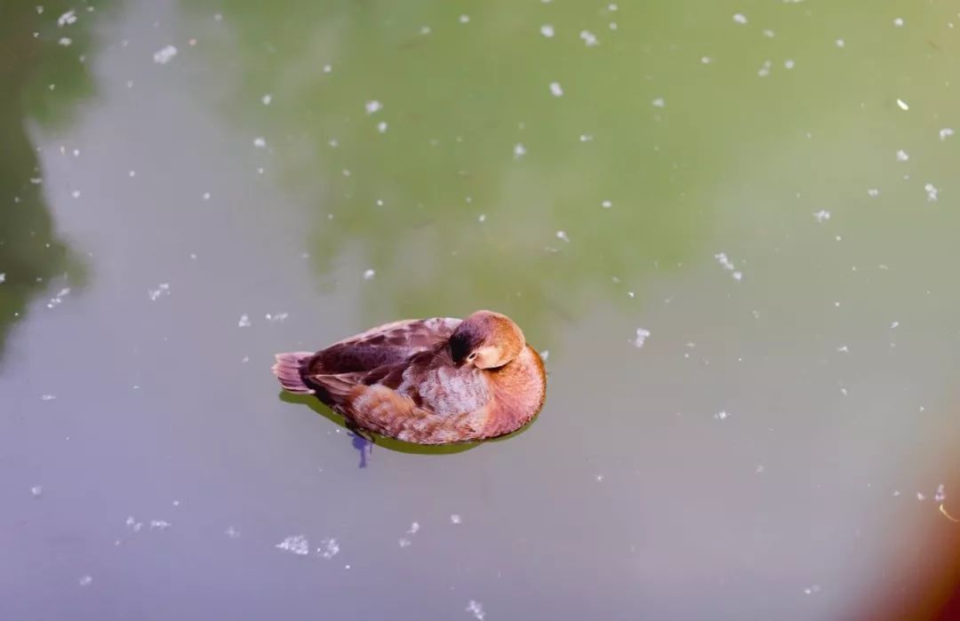 书法创作最雅致的200首对联,古今经典最著名的十副对联