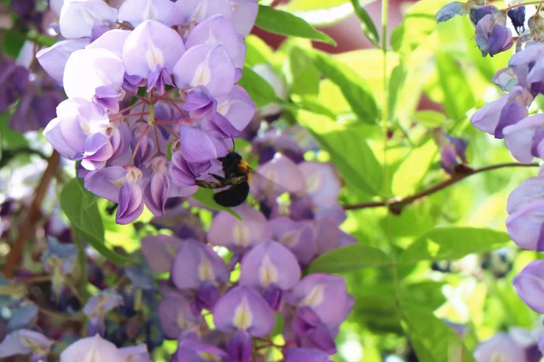 徜徉在美丽的金平湖畔,徜徉在北大校园