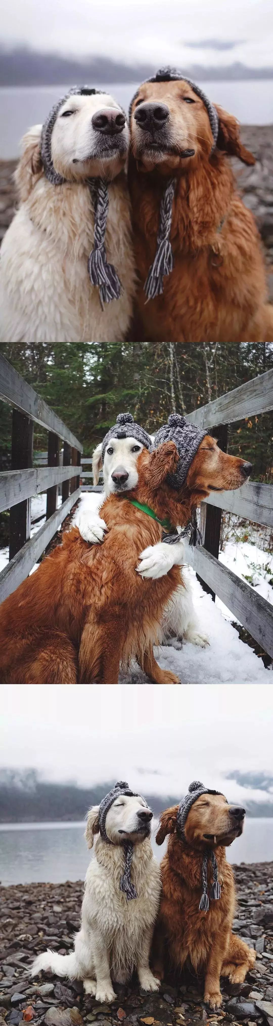 请不要点开音频,让人羡慕的金毛