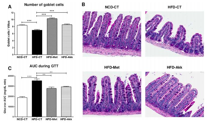 akk益生菌,益生菌akk瘦子菌推荐