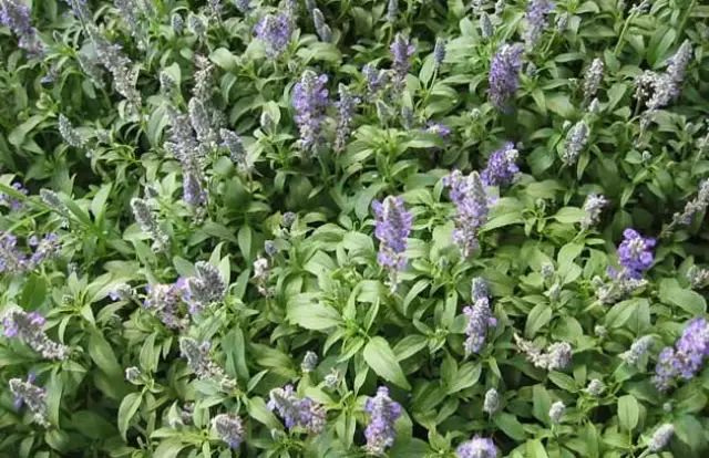 一吹即散的蒲公英图片,一吹就散的蒲公英抖音视频