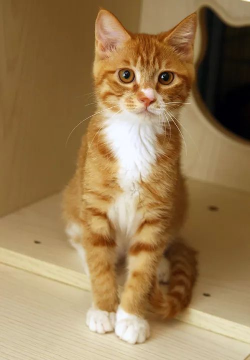 领养自贡富顺的孩子,领养孩子的视频小豆花