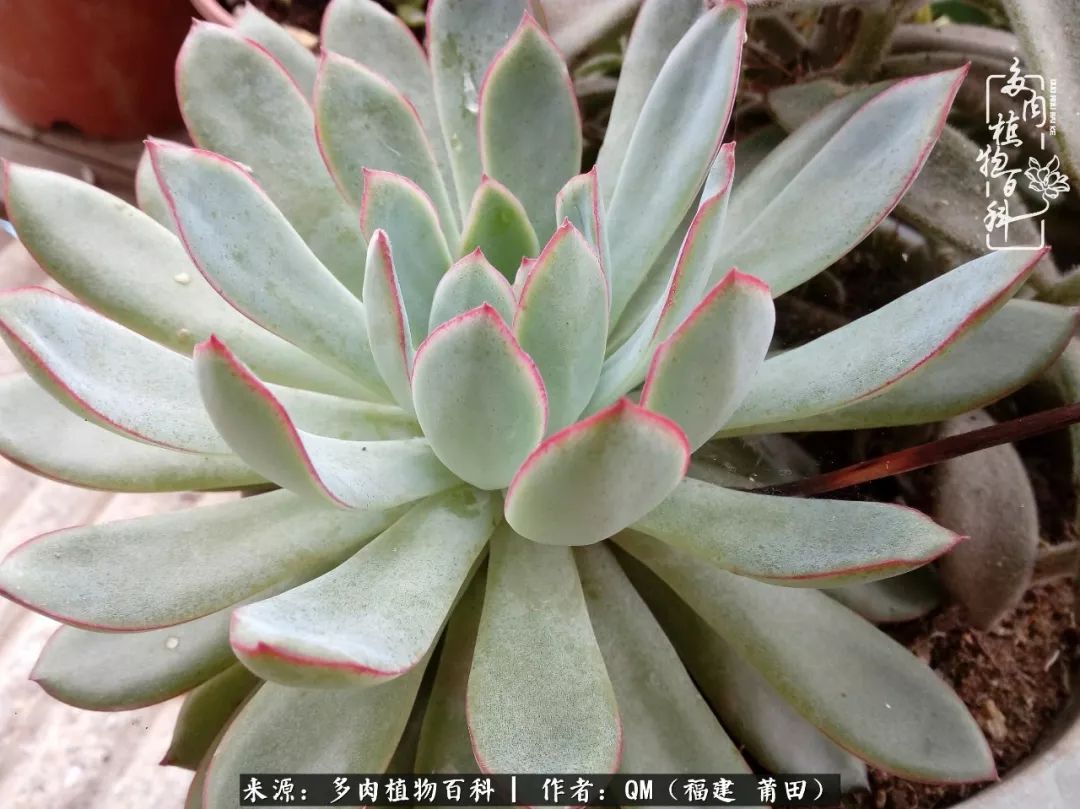 无尽的多肉!陪我走过七年人生之旅