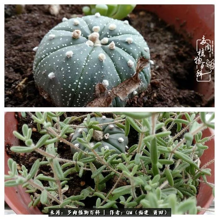 无尽的多肉!陪我走过七年人生之旅