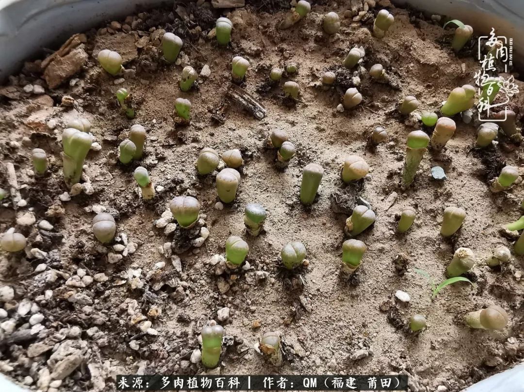 无尽的多肉!陪我走过七年人生之旅