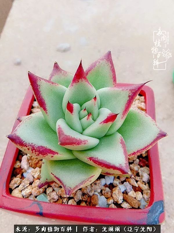 心若向阳无惧晴天,心若向阳不畏风雨