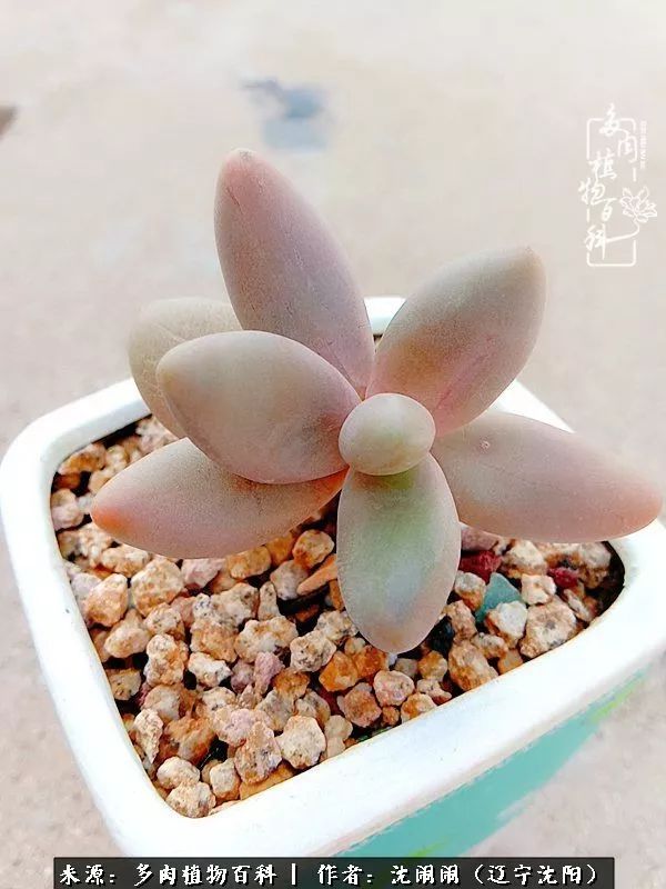 心若向阳无惧晴天,心若向阳不畏风雨