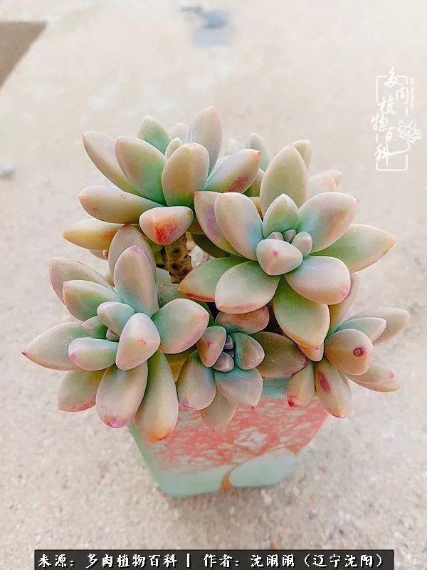 心若向阳无惧晴天,心若向阳不畏风雨