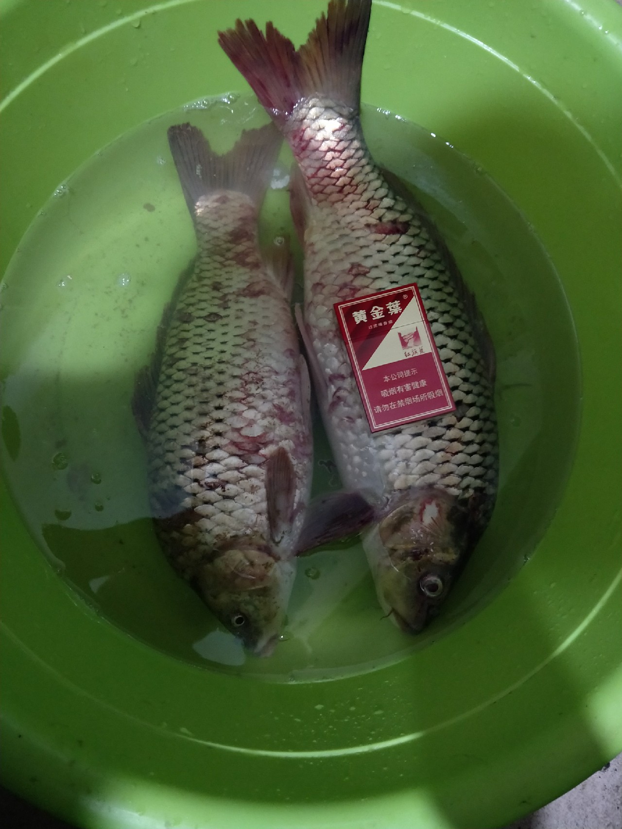 野河夜钓，偶遇大鲤妹子成功帮我解毒