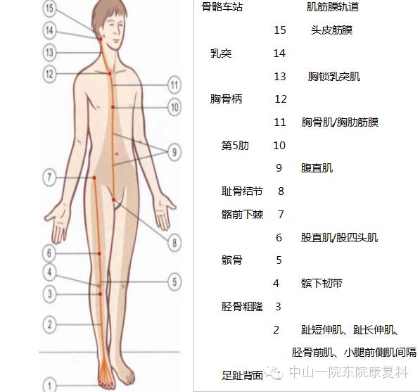 筋膜的康复训练方法,12条筋膜链解析及治疗手法