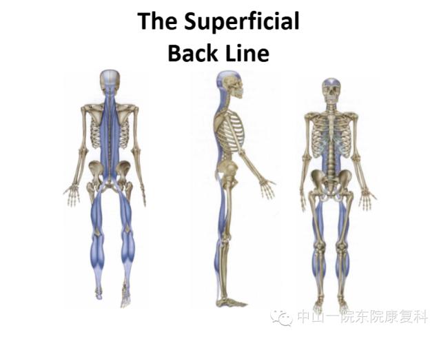 筋膜的康复训练方法,12条筋膜链解析及治疗手法