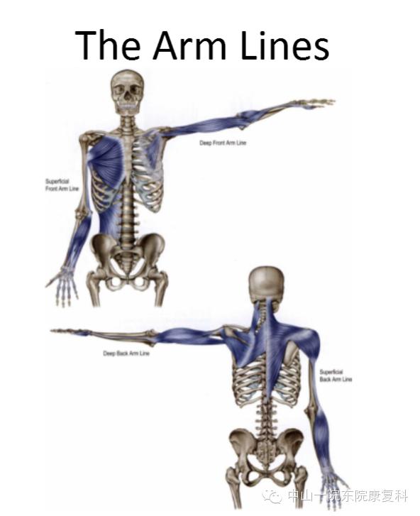 筋膜的康复训练方法,12条筋膜链解析及治疗手法