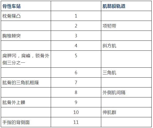康复治疗技术人体解剖学,12条筋膜链解析及治疗手法