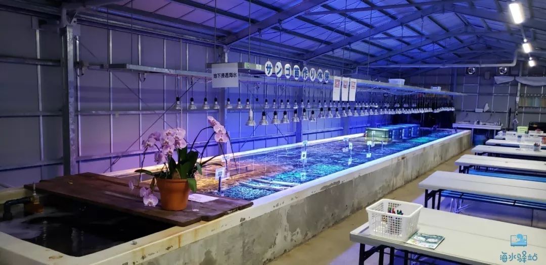 2019年我大学毕业后在日本开个海水店