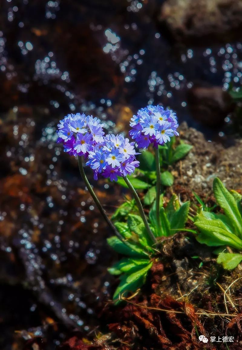 老钏“晒”作品！一个被足球耽误了的德宏摄影师