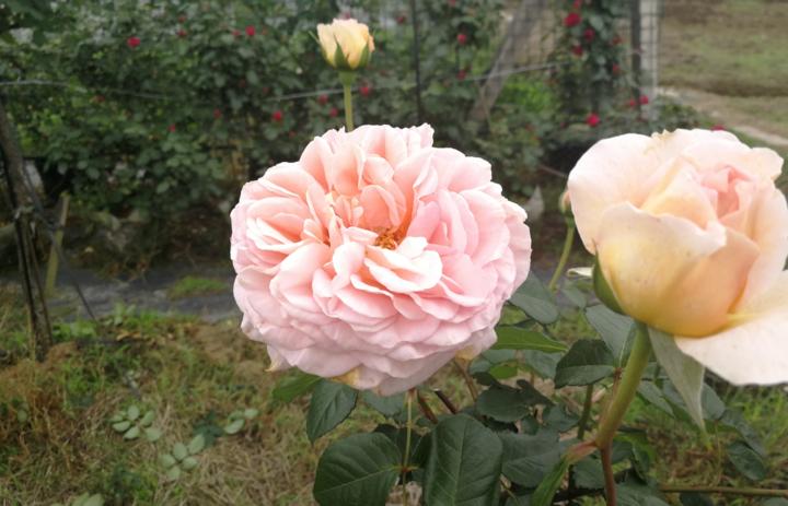 上虞玫瑰花基地,上虞区鲜花基地