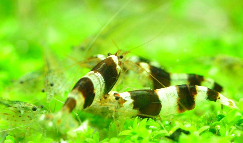 草缸观赏虾品种与养殖,观赏虾哪种在草缸里最好看