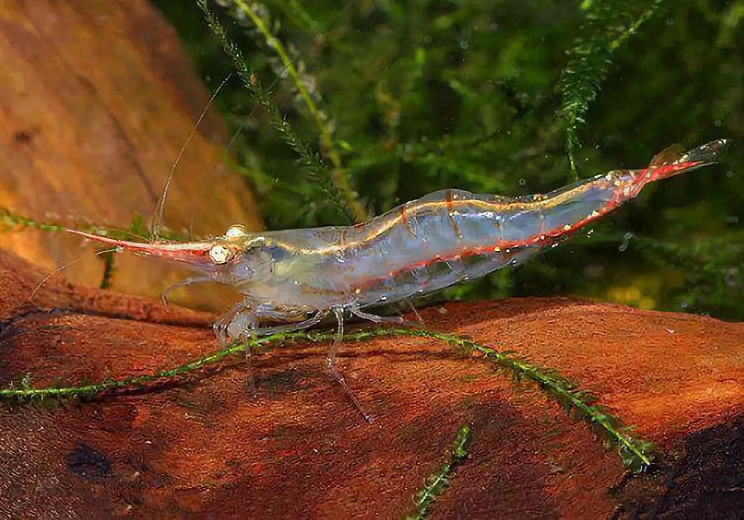 草缸观赏虾品种与养殖,观赏虾哪种在草缸里最好看