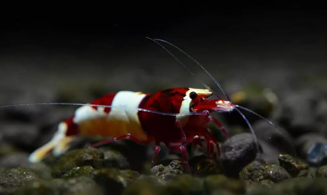 草缸观赏虾品种与养殖,观赏虾哪种在草缸里最好看