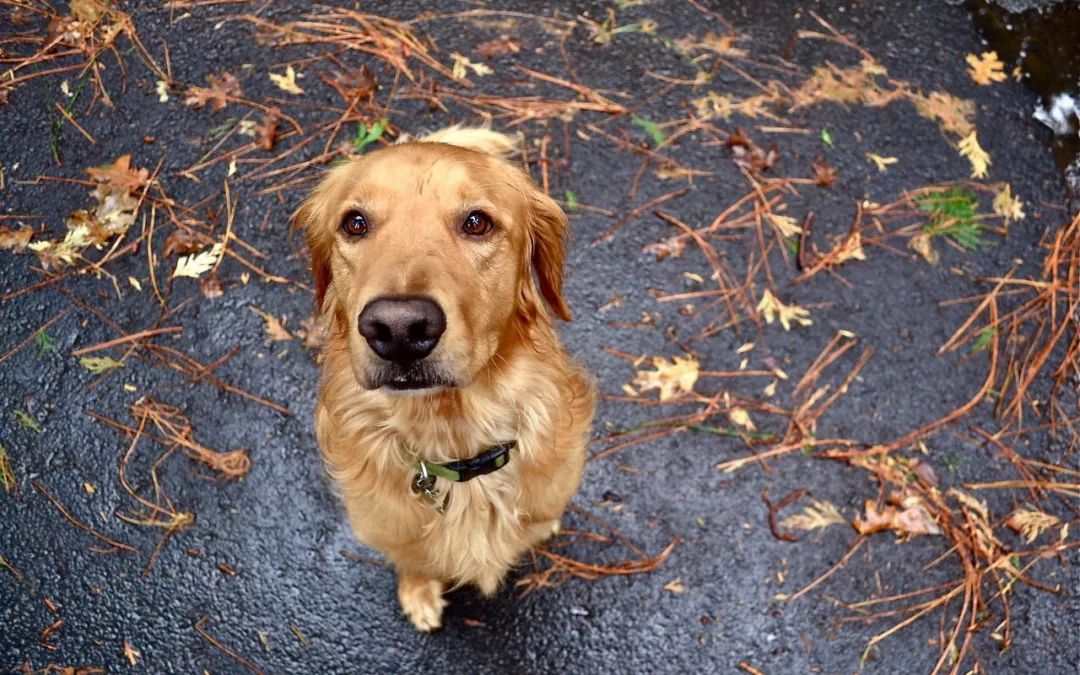 用生命影响生命朗诵央视,用生命影响生命手语朗诵