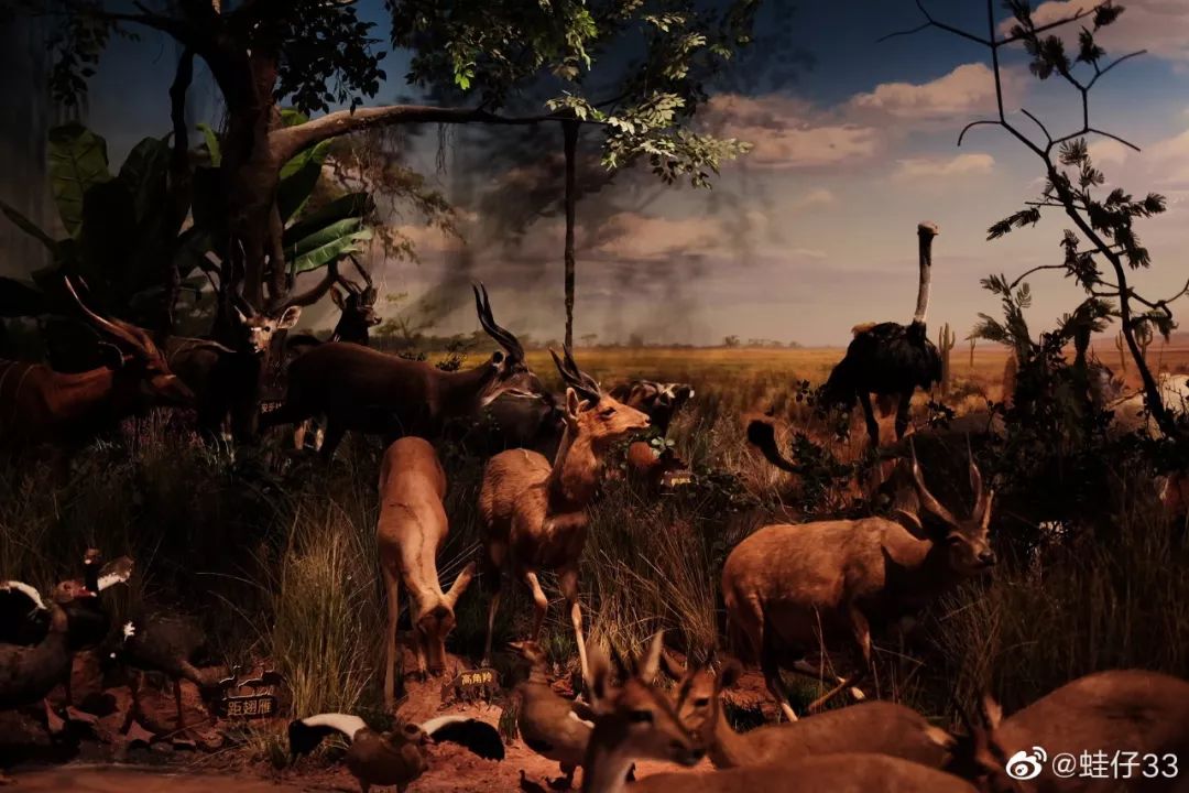 火到央视的青白江,成都地铁火上央视