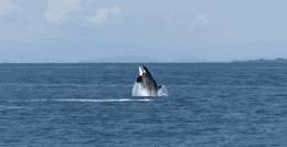 丧心病狂！每帧画面都在捅刀子，多少人忽视了这些人间惨剧…