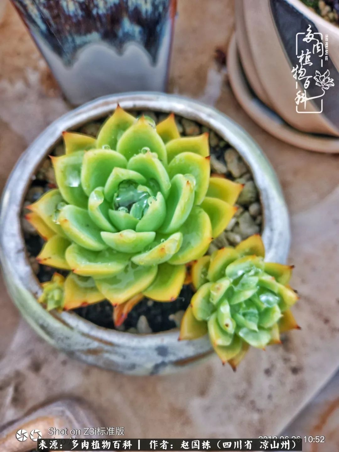 一场猝不及防的大雨中原声,雨中的多肉晶莹剔透