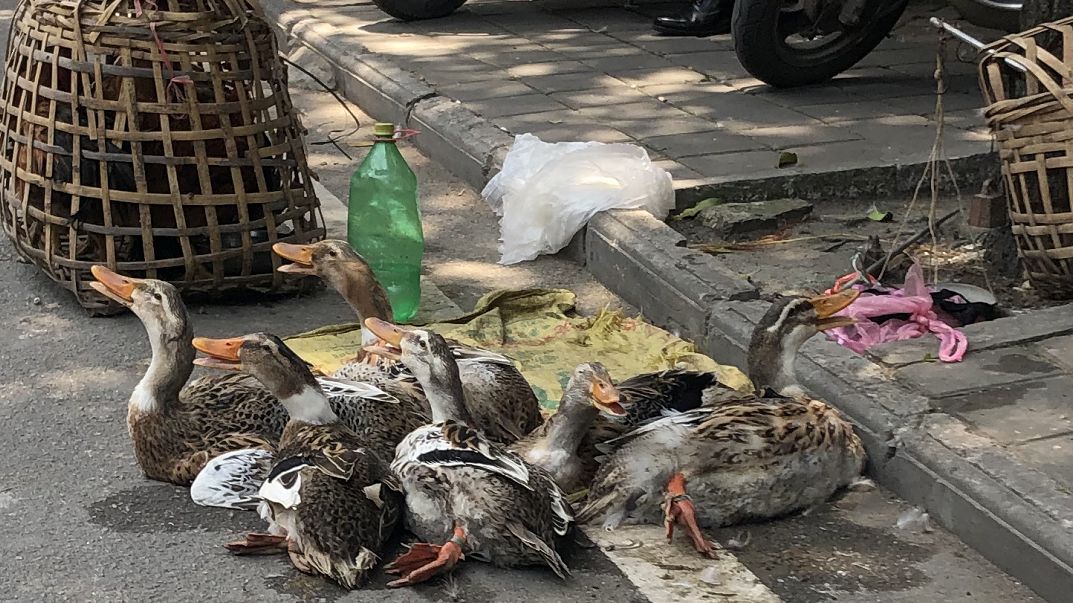 防城港的鸭子，为什么怕“七月十四”？