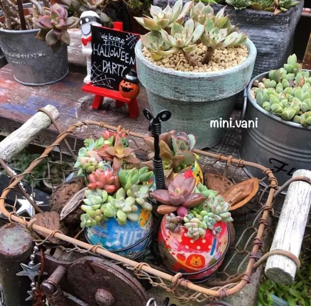 当破铜烂铁碰上多肉，这美度居然还能翻倍